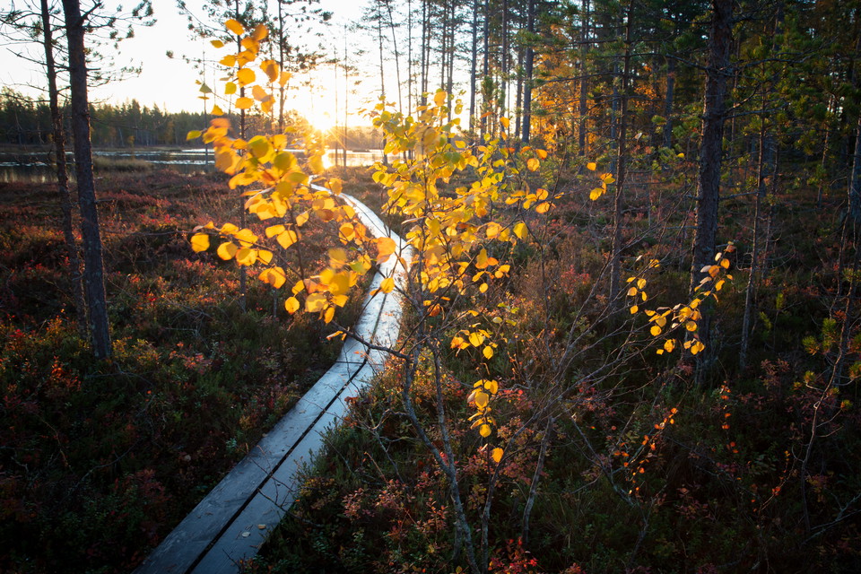 Träspång vid sjö i höstlandskap, Hamra nationalpark
