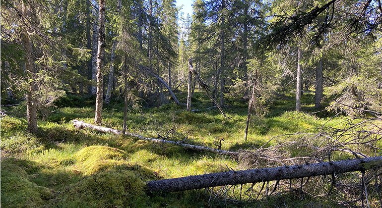 Skog i Iskusvaara.