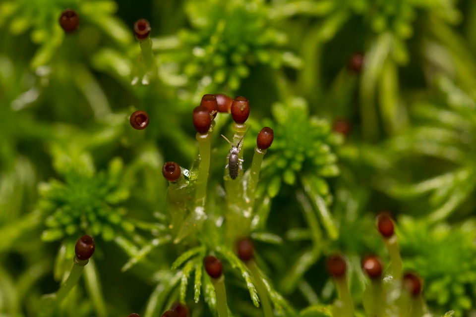 vitmossa med Collembola