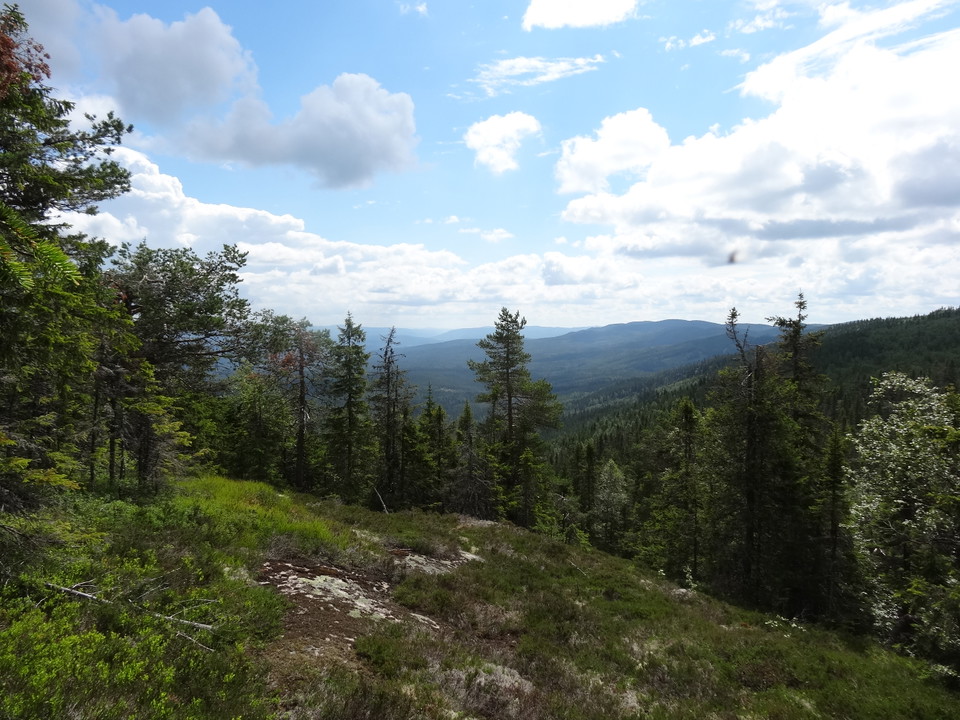 Utsikt med trädtoppar och berg i horisonten.
