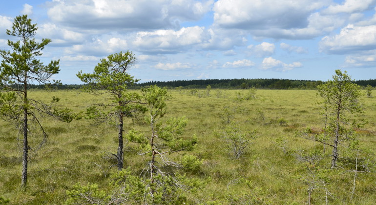 Kärnskogsmossen, Naturreservat
