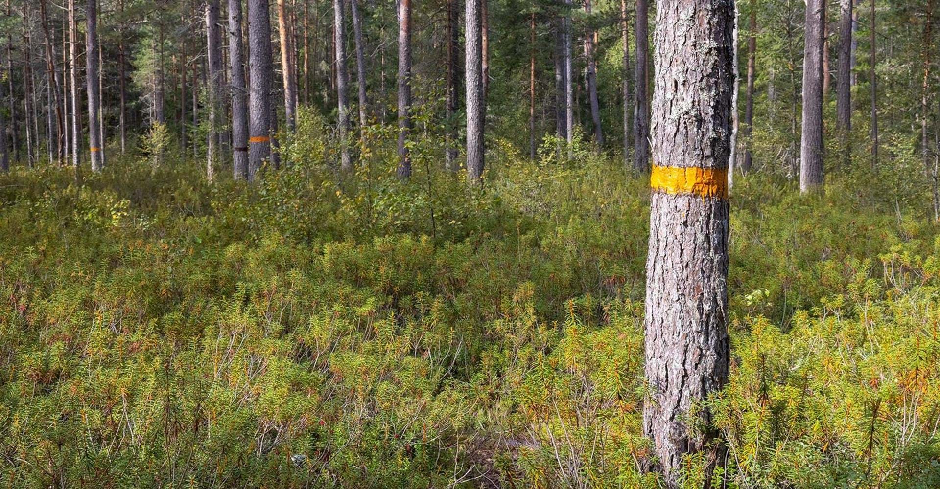 Det växer gott om skvattram i Tallmossen.
Etapp: Hälla - Nartorp
Söderköping