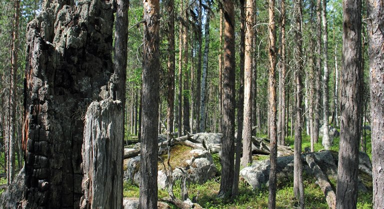 Brandspår syns här och var i skogen. Den här kolade stubben står i den lägre delen av berget Norr-Blåkölshuvudets sydostsluttning.