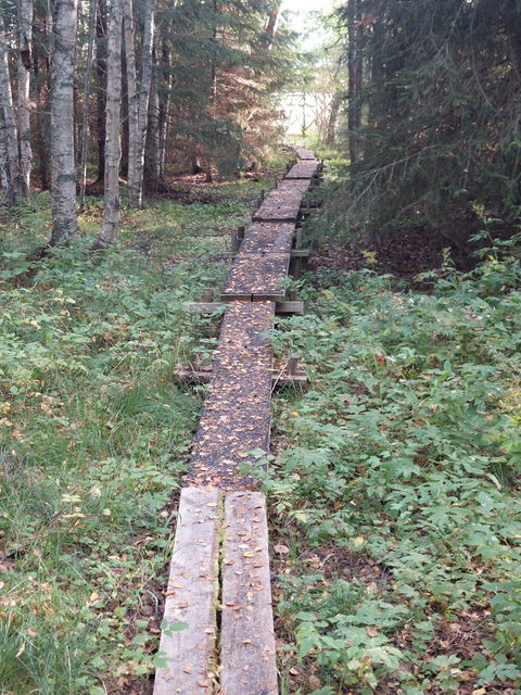 Spång till fågeltorn