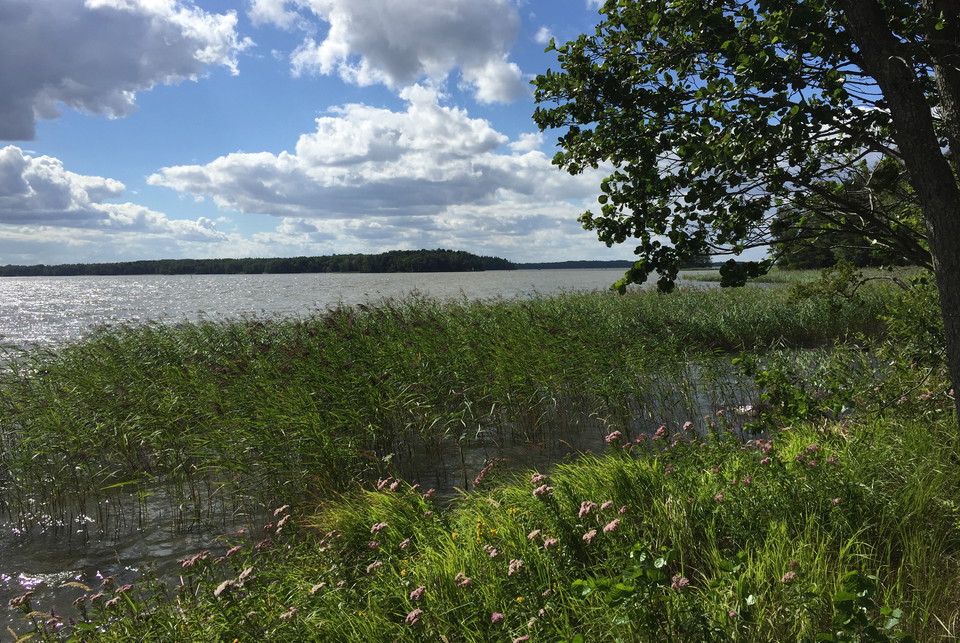 Utsikt över Mälaren vid grillplats.