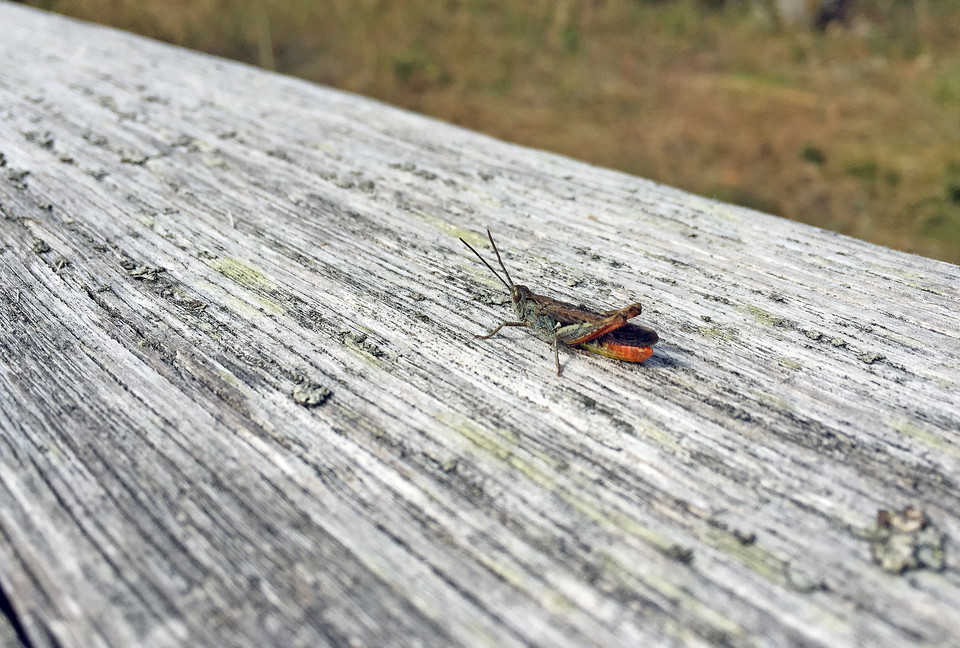 Liten gräshoppa på en träbänk.