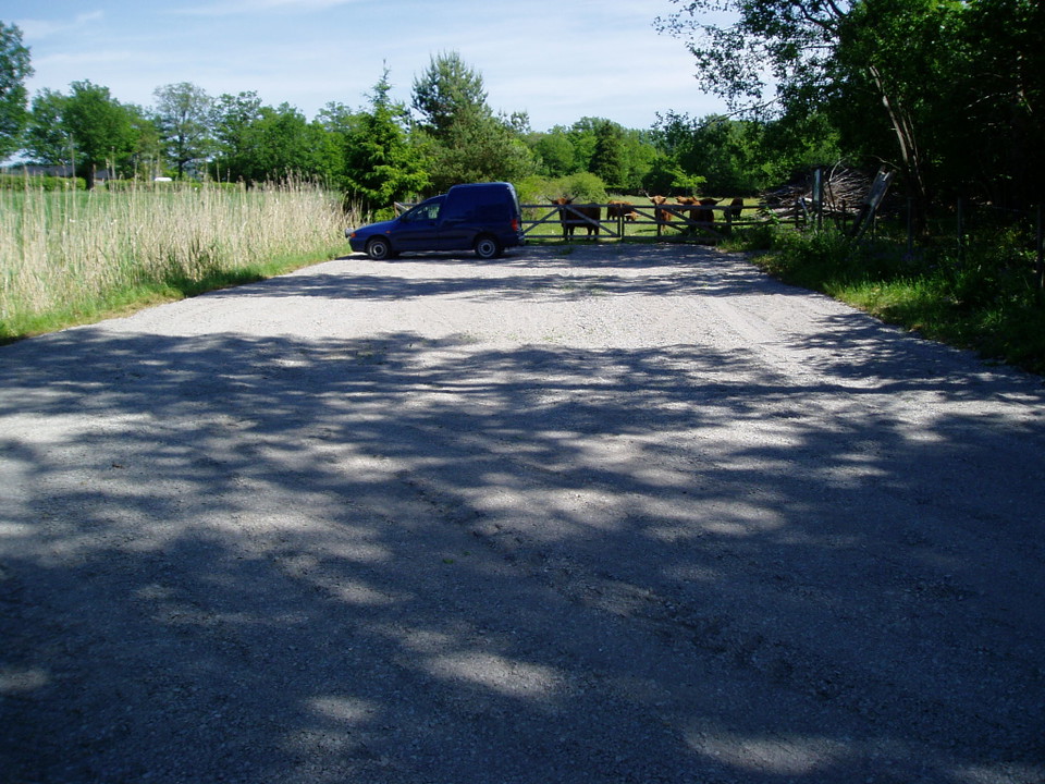 En bil står på en avlång grusad parkeringsplats. På ena sidan går en stängslad beteshage med kor i.