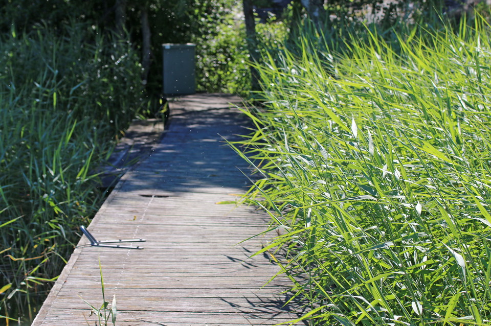 Träbrygga med plats för att förtöja båtar. Fotat in mot land med vass på ena sidan.