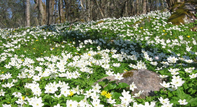 Lindön, Naturreservat och Natura 2000 område