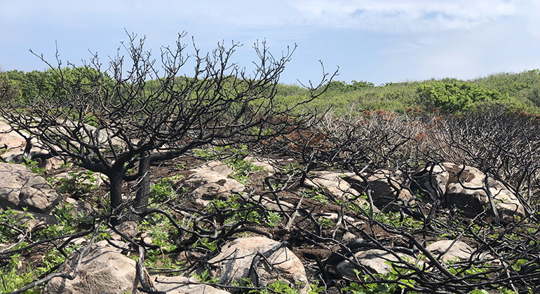 Naturvårdsbränd yta. Täta snår begränsas.