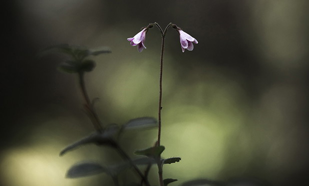 I området växer den väldoftande linnean.