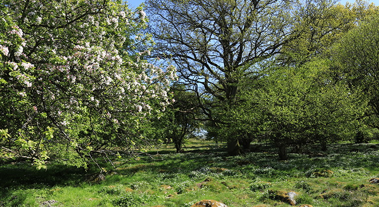 Naturbetesmarken i norr.