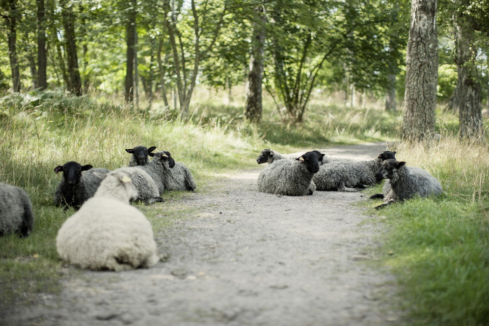 Får i Hummelmora hage.