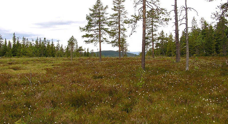 Vy över myr på Brånberget.