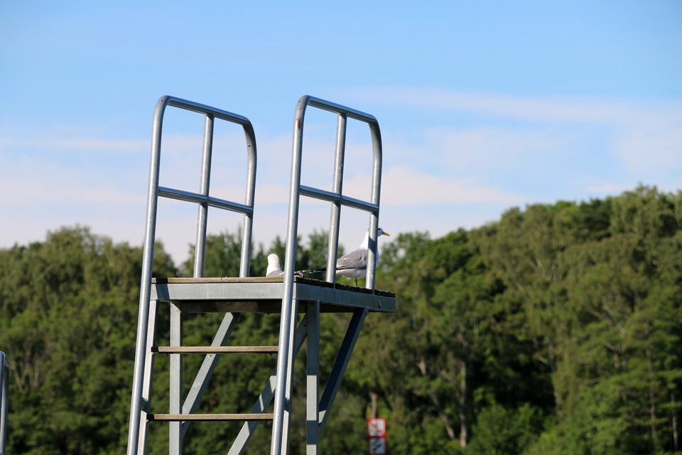 En av avsatserna på hopptornet belägrat av två fiskmåsar.