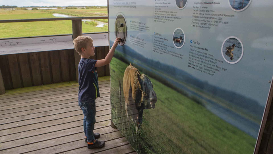 En pojke står framför en stor skylt med bild och text i fågeltornet.