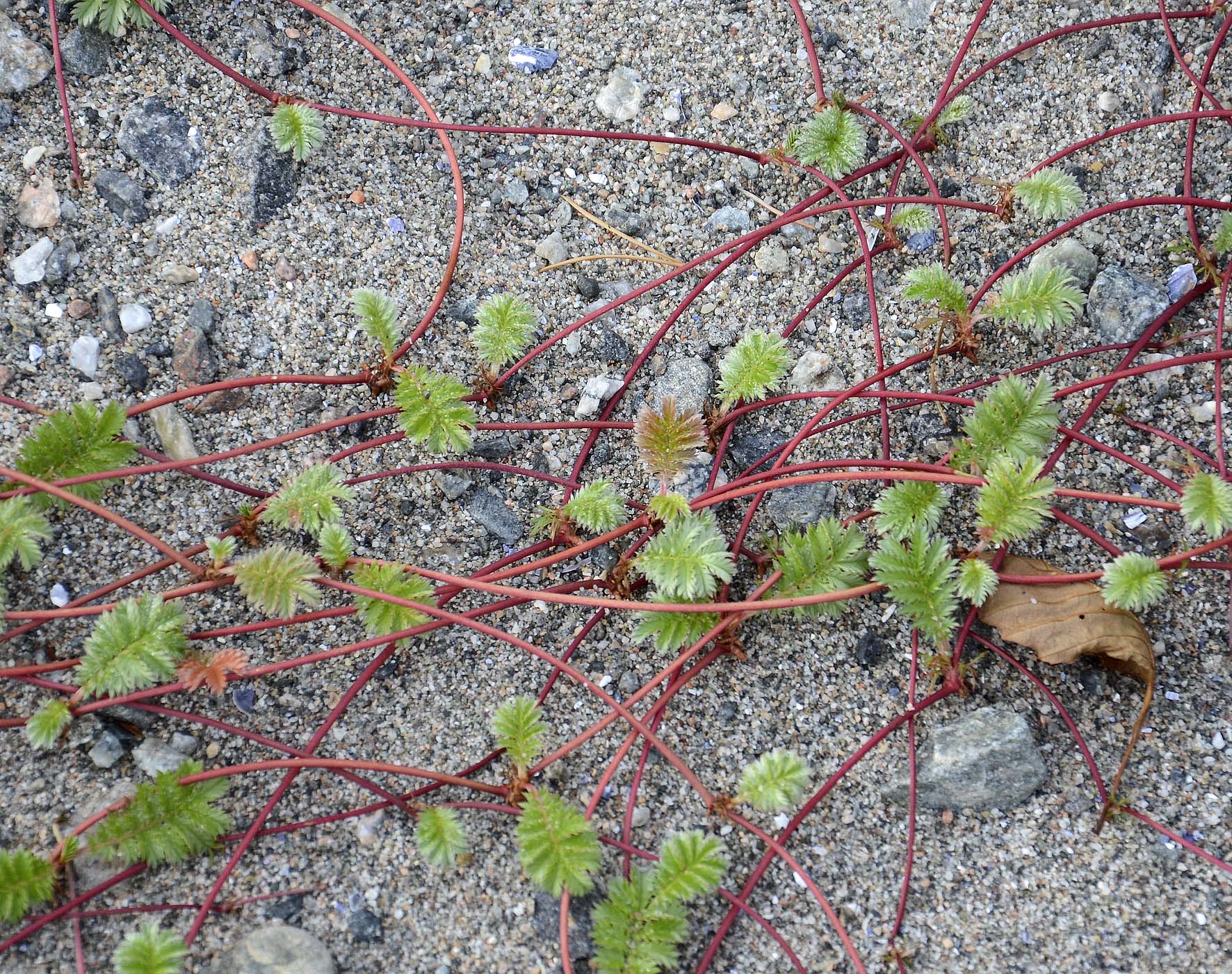 Gröna blad på röda växttrådar mot en klipphäll.