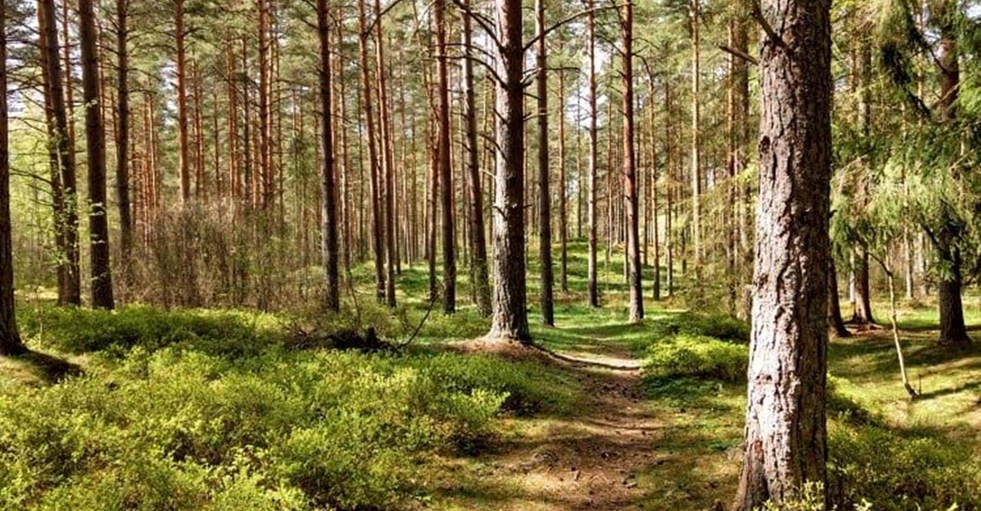 fin stig i Albogaskogens friluftsområde
Etapp: Stinsen-Hälla
Söderköping