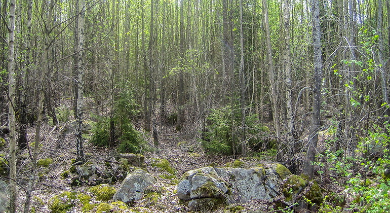 Foto: Länsstyrelsen i Kronobergs län
