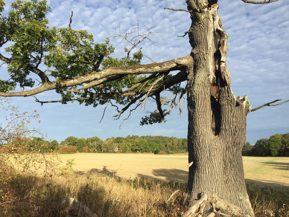 Lovö naturreservat. Foto: Länsstyrelsen Stockholm.