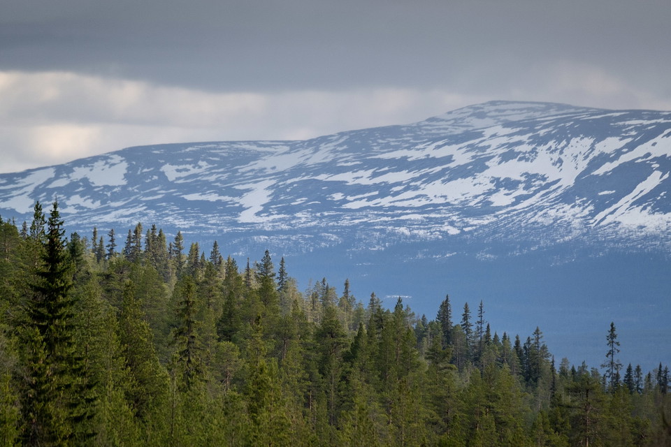 Fjällnära skog med fjällen som fond.