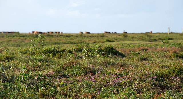 Skanörs ljung, Naturreservat