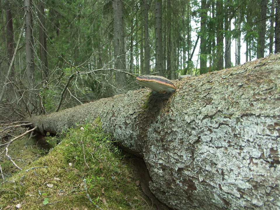 En nedfallen gran med en klibbticka växande på. Tickan har ljus undersida, med översida som är randig i gult, rött svart och grått