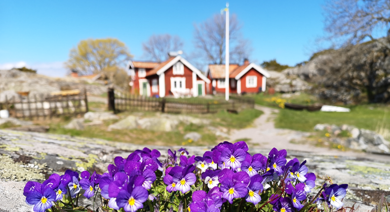 Bullerö på våren med violer i förgrunden och röda hus med vita knutar i bakgrunden.