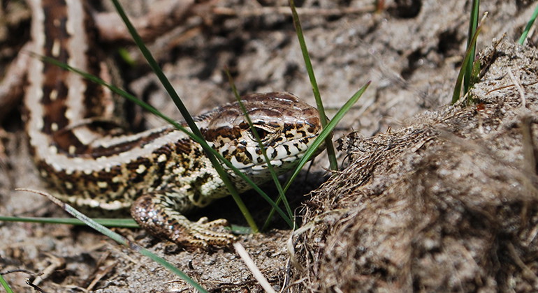 Sandödla.