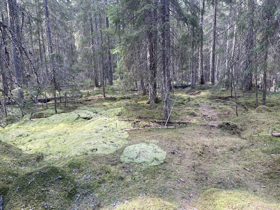 Ljusgrön och mörkgrön mossa.