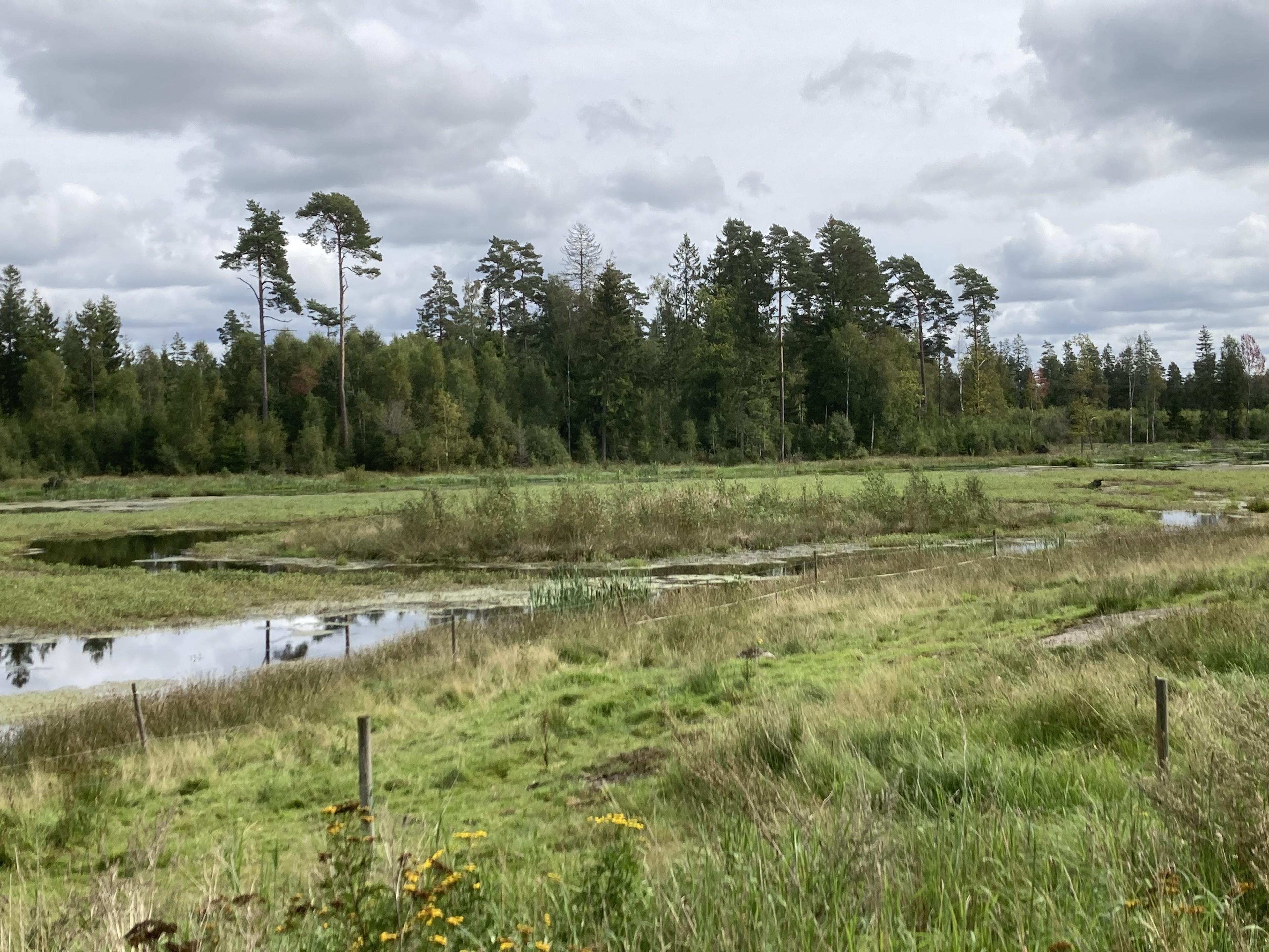 En våtmark med träd i bakgrunden