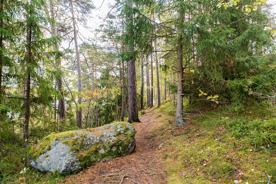 Granskogen mot Magelungen. Foto: Johan Pontén