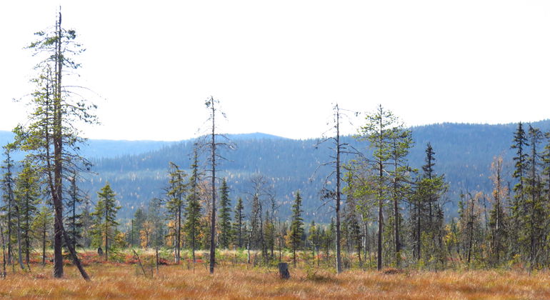 Naturreservatet Granselet är en mosaik av myrar och holmar med urskogsartad granskog. Utsikt över myren ner mot Laisdalen i den östra delen av Granselet.