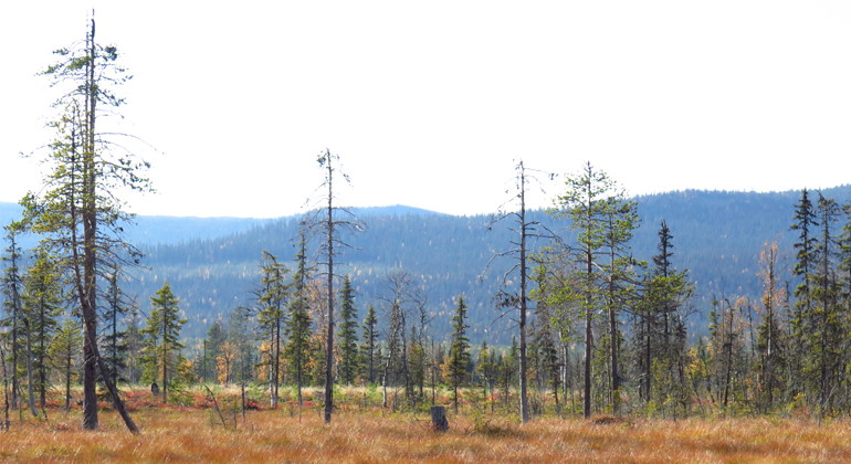 Naturreservatet Granselet är en mosaik av myrar och holmar med urskogsartad granskog. Utsikt över myren ner mot Laisdalen i den östra delen av Granselet.