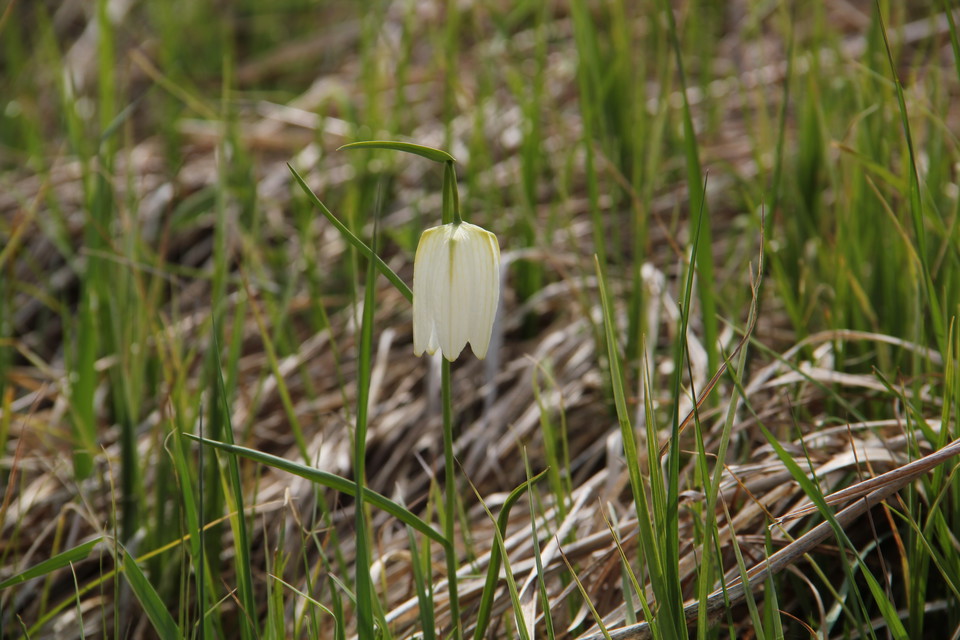 En vit klockformad blomma blommar på en äng.