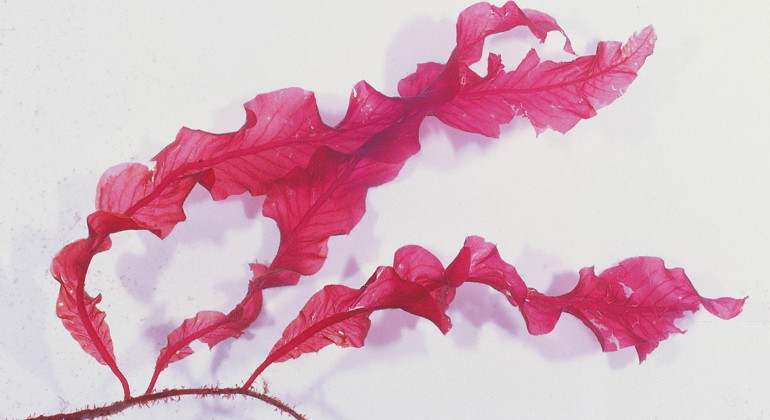 Ribbeblad.
