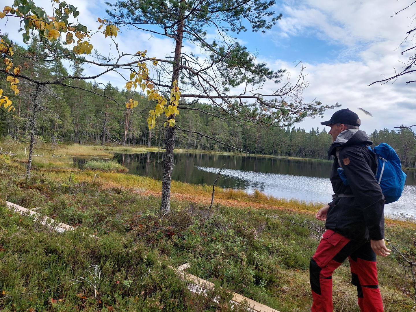 Spänger över myrar