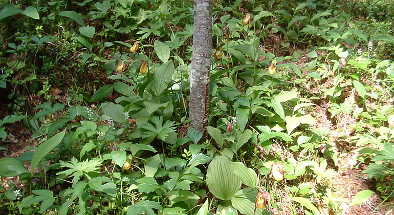 Frodig markvegetation i Åkerby.
