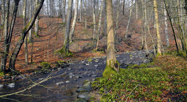 Borstbäcken, Naturreservat