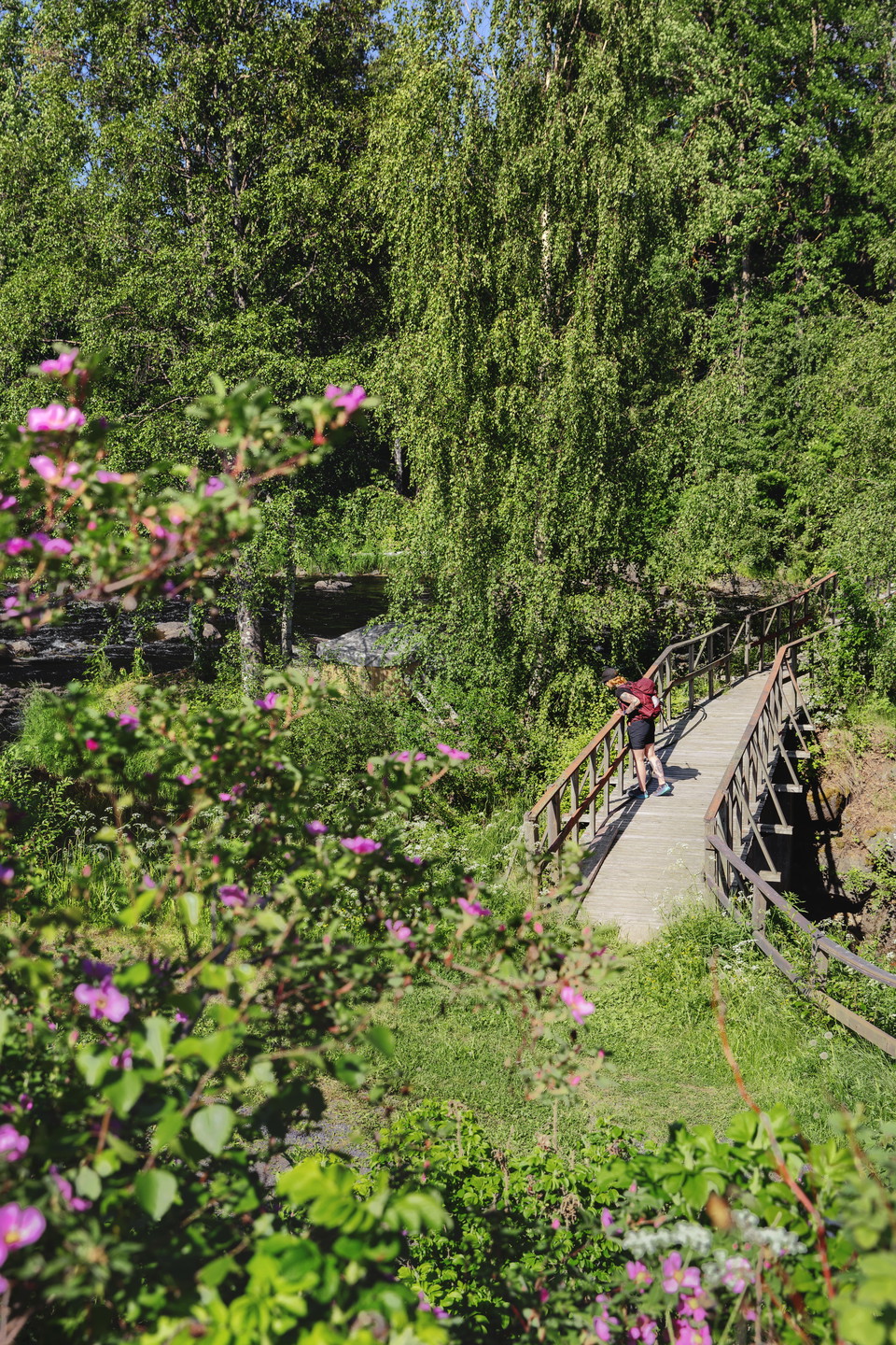 Vackra och lummiga omgivningar runt Rickleån.