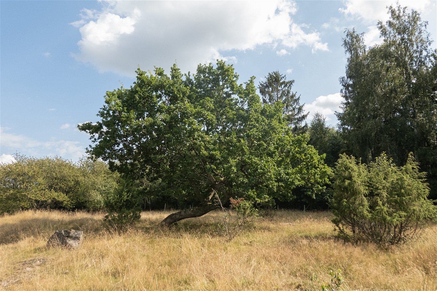 Träd (ek) i betesmark