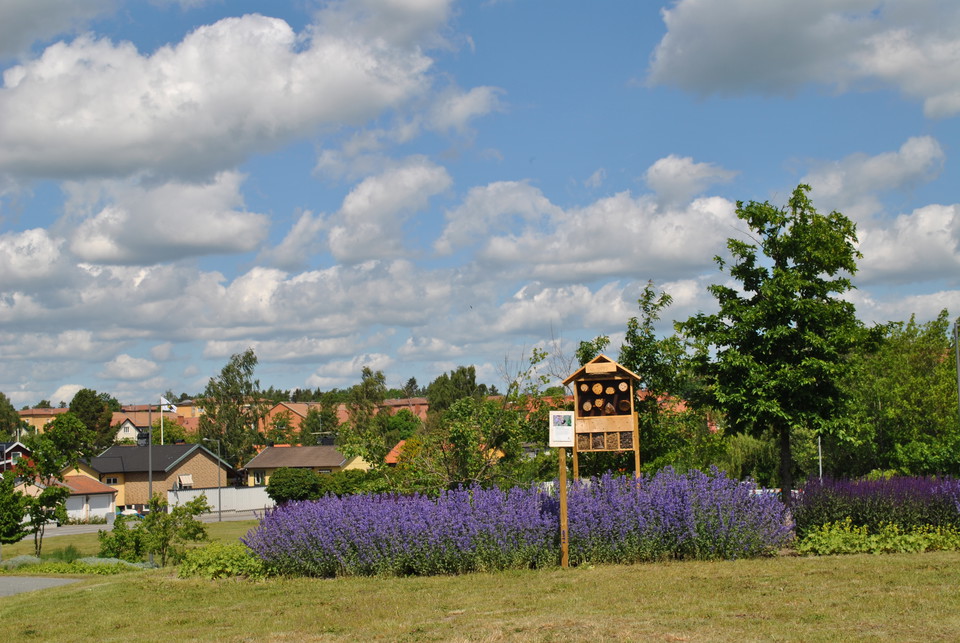 En av perennaplanteringarna