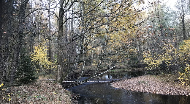 Finnsboskogen, Naturreservat