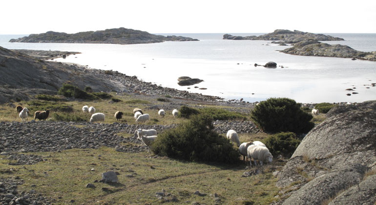 får som betar vid vattenbrynet