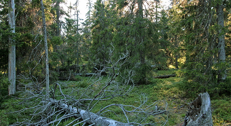Gammelskog i Gallejaur.