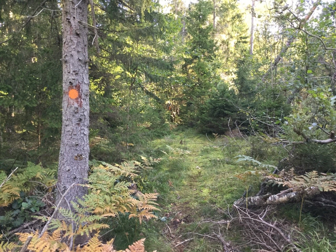 Follow the marked trail through Brännström nature reserve.