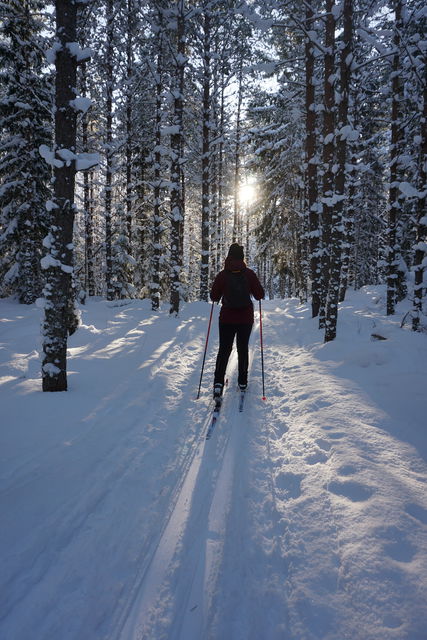 Kvinna åker längdskidor i skogen i vinterlandskap