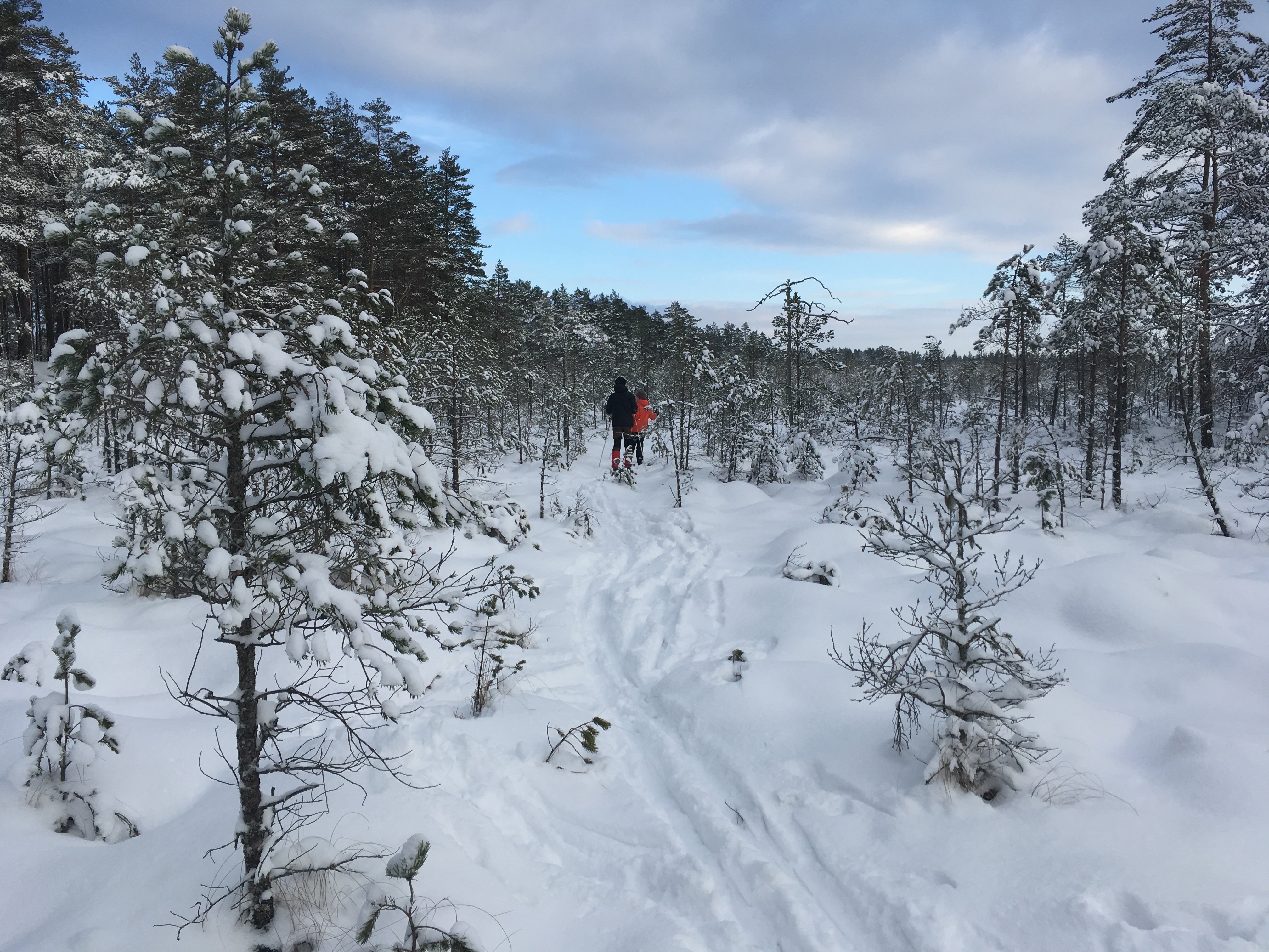 Två personer åker skidor på snötäckt myrmark. Runtom finns många granar och tallar.