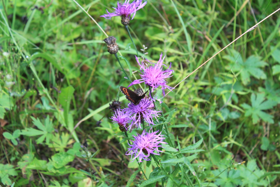 Närbild på en lila blomma. På blomman sitter en mörk fjäril med orangea vingkanter.