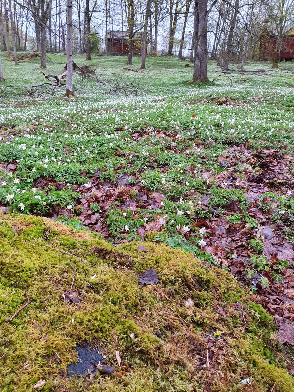 Lökene gravfält, Grums kommun